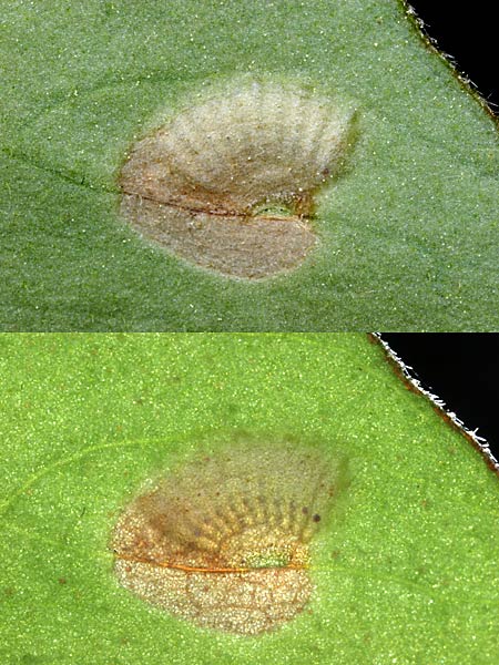 ツマグロオオヨコバイの卵