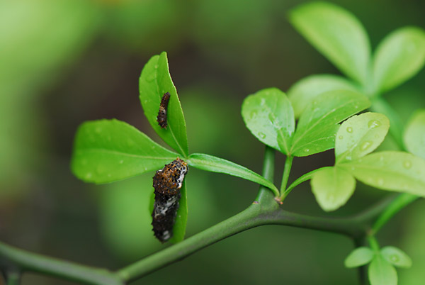 アゲハの幼虫