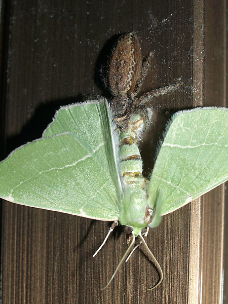 アオシャクをとらえたハエトリグモ