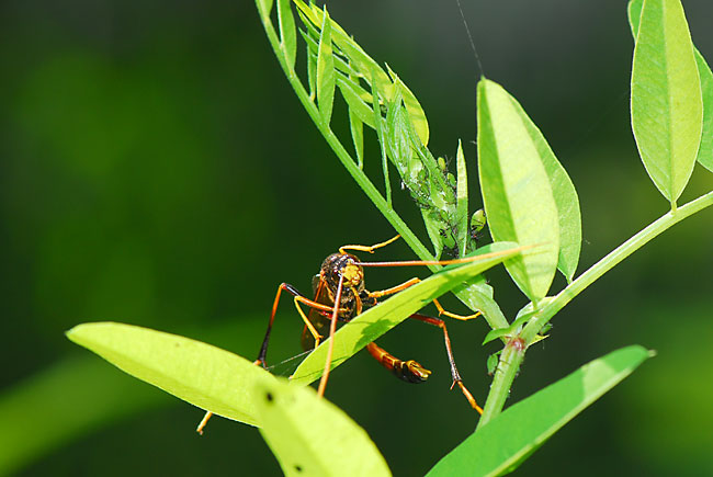 ヒメバチの仲間