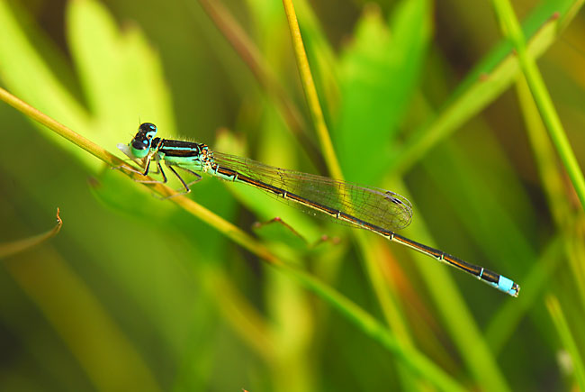 ヨコバエを食べるアジアイトトンボ