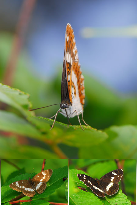 アサマイチモンジとイチモンジチョウ