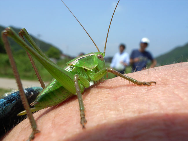 キリギリスの幼虫に囓られる
