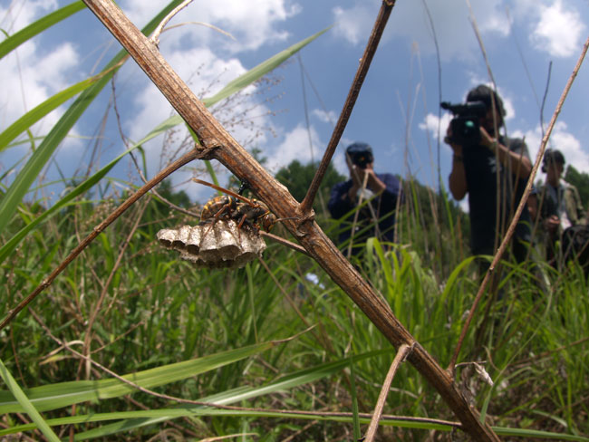 アシナガバチの巣