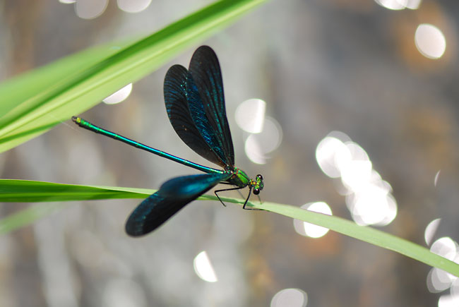 アオハダトンボ