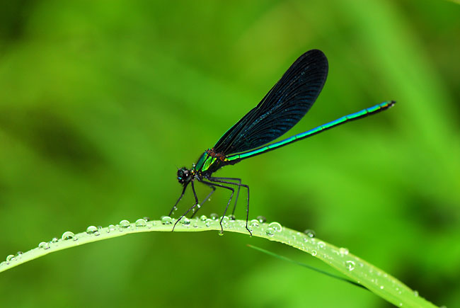 雨の日のアオハダトンボ