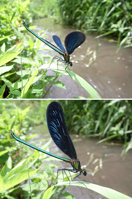 アオハダトンボの翅の開閉