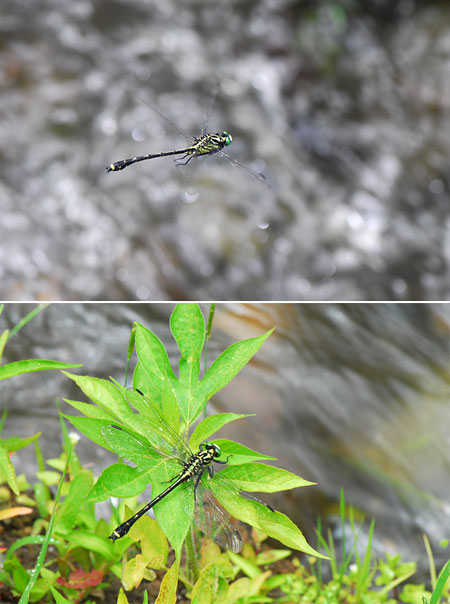 ヤマサナエのホバリング