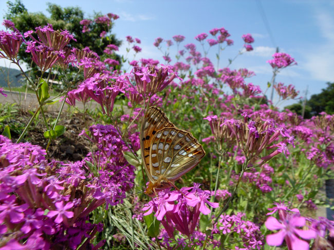 ウラギンヒョウモン