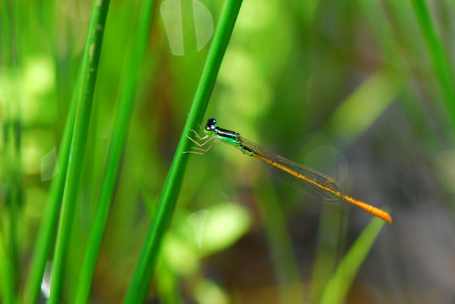モートンイトトンボ