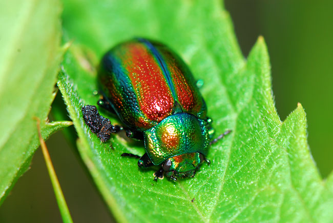 オオルリハムシ