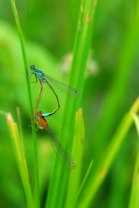マンシュウイトトンボの交尾