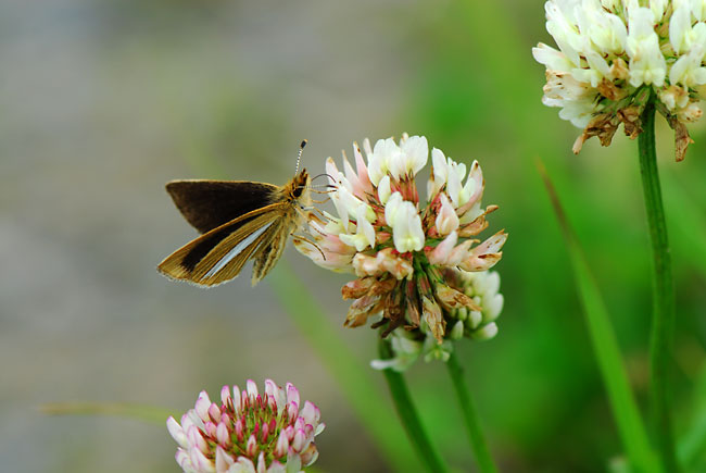 ギンイチモンジセセリ