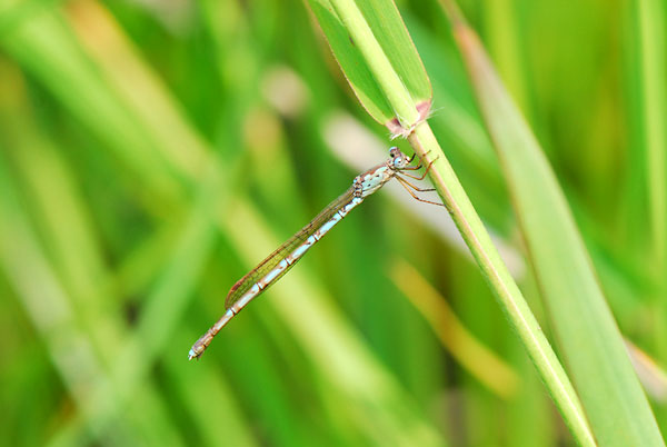 ホソミオツネントンボ