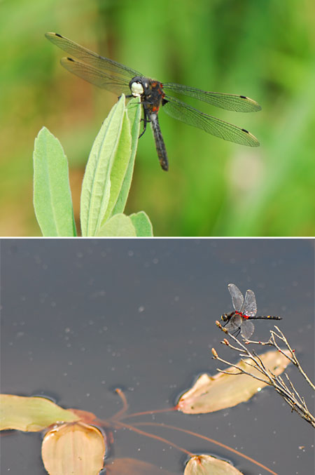 カオジロトンボ