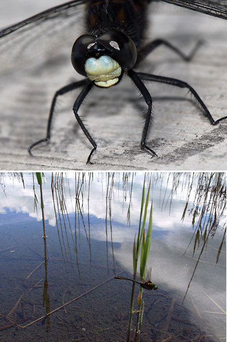 カラカネトンボ