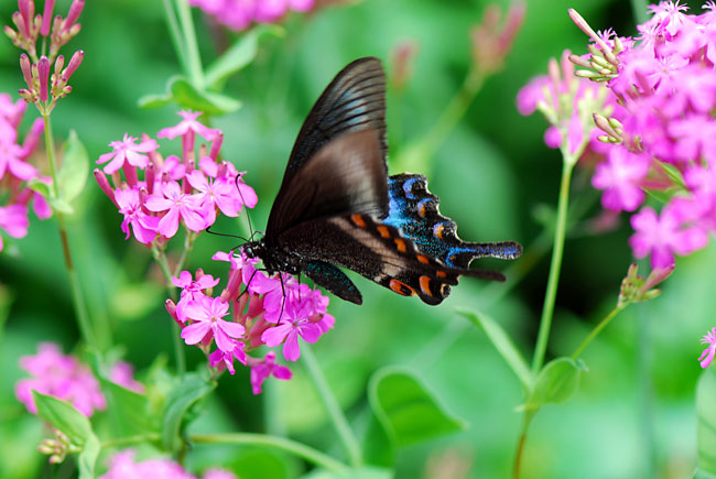 ミヤマカラスアゲハ
