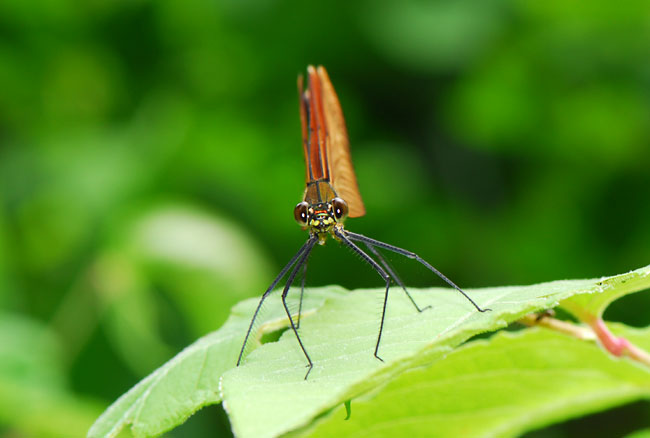 ミヤマカワトンボ