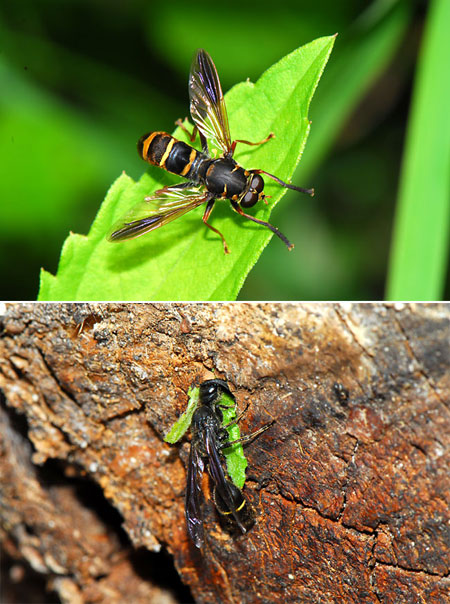 フタスジスズバチとハチに似たアブ