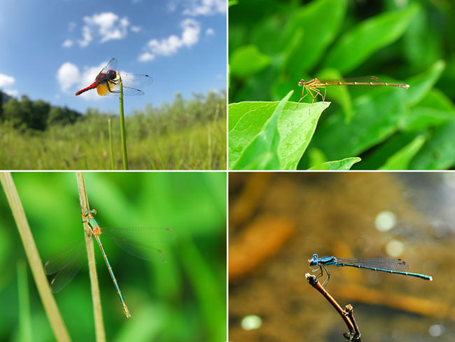 福島で出会ったトンボ