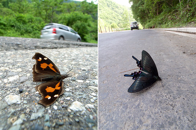 チョウの交通事故