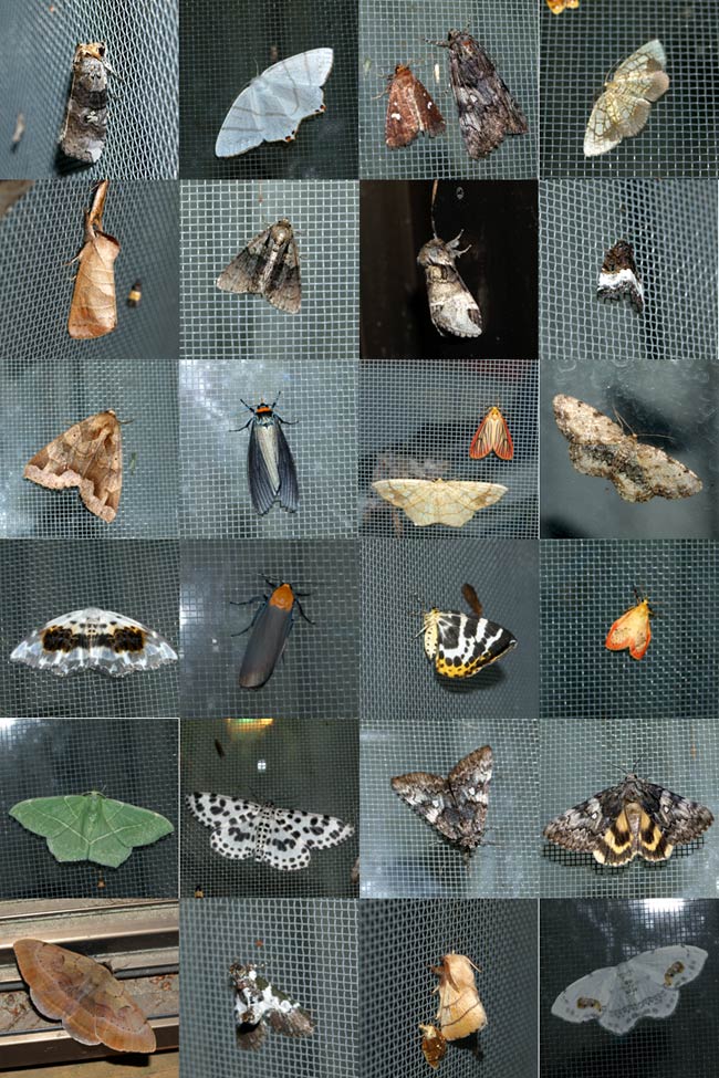 窓辺に集まるたくさんのガ