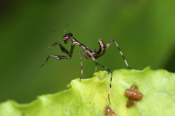コカマキリの幼虫