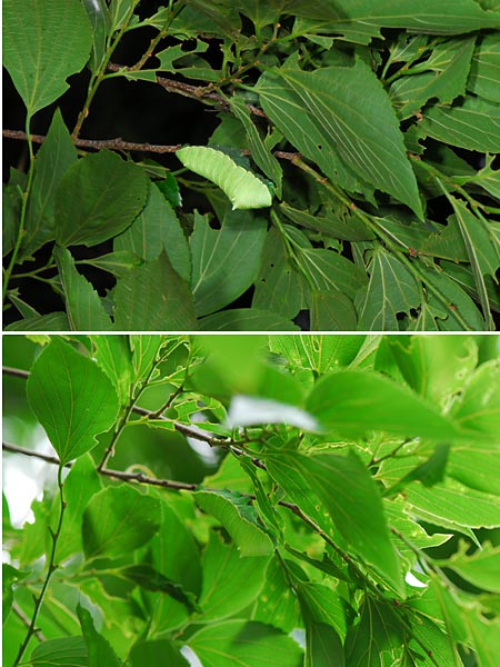 ウスタビガの幼虫