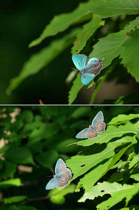 庭のオオミドリシジミ