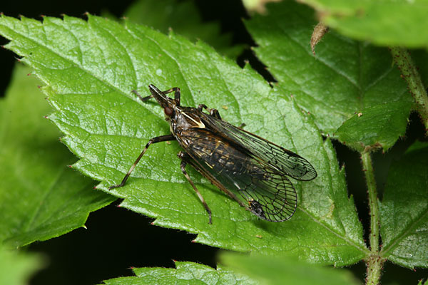 クロテングスケバ