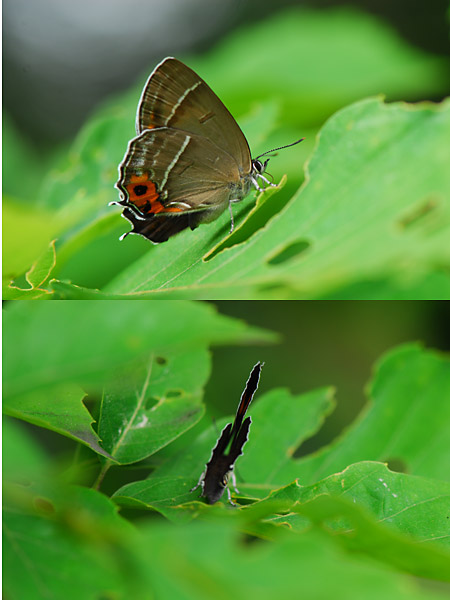 メスアカミドリシジミ