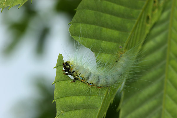 クスサンの幼虫