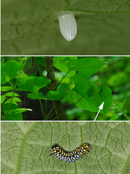 アサギマダラの卵と幼虫