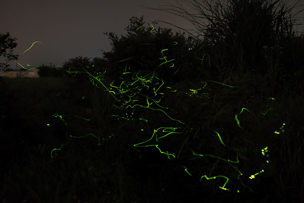 ゲンジボタル　光の軌跡