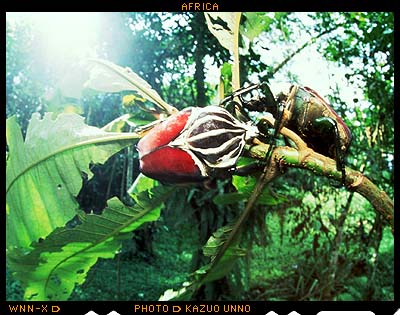 ゴライアスオオツノハナムグリ