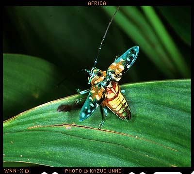 ヒメホウセキカミキリ