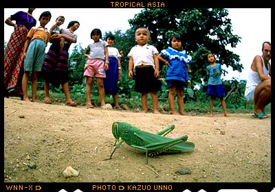 タイオオバッタ