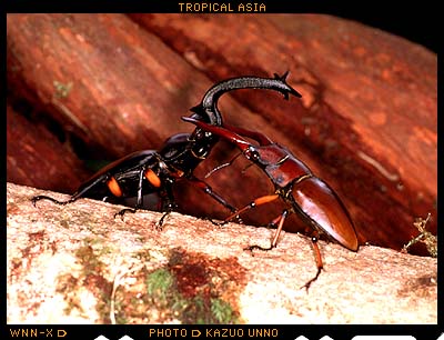 アカミトゲシカクワガタ