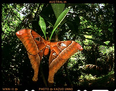 ヘルクレスサン