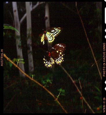 ケアンズトリバネアゲハ