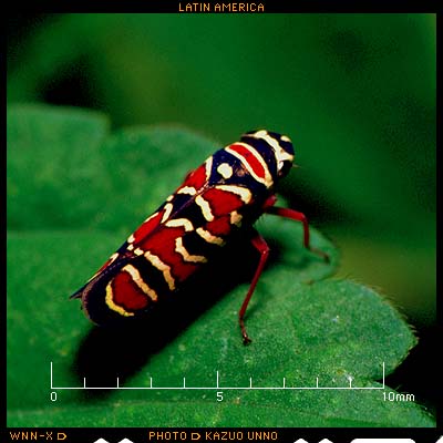 アフロヨコバイ