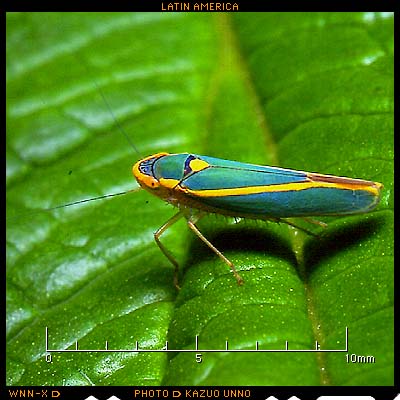 モンキフタスジヨコバイ