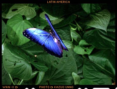 ペレイデスモルフォ