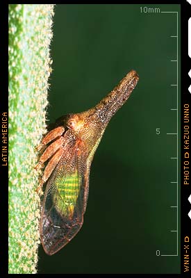 スカシツノゼミ