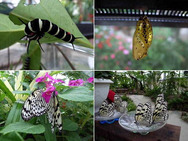 夢虫館のオオゴマダラ