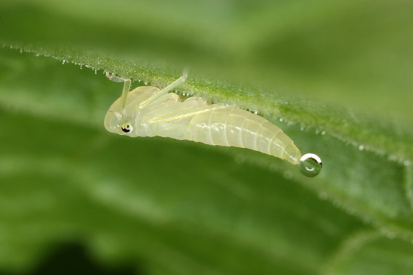 ツマグロオオヨコバイの幼虫