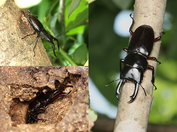 小諸のクワガタ