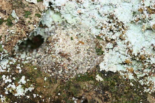 コマダラウスバカゲロウの繭