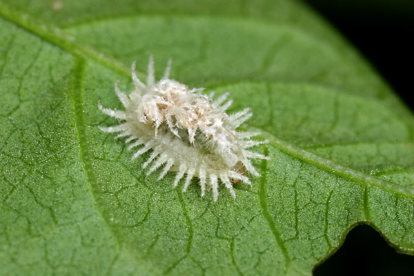 ジンガサハムシの幼虫