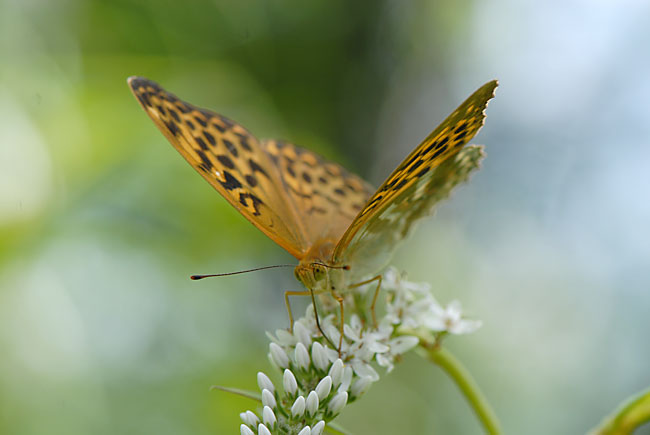 ミドリヒョウモン